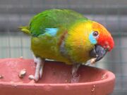 Green parrot with yellow head, red crown, and blue eye and wing markings