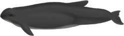 Burmeister's porpoise - Phocoena spinipinnis - 2022-02-24.png