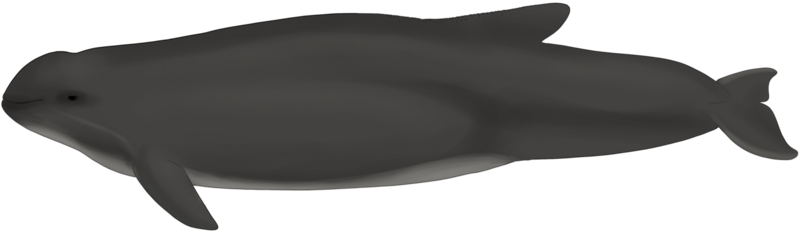 File:Burmeister's porpoise - Phocoena spinipinnis - 2022-02-24.png