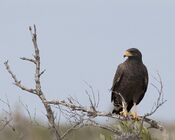 Buteogallus gundlachii -Camaguey Province, Cuba-8 (1).jpg