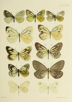 Butterflies from China, Japan, and Corea (19142299608).jpg