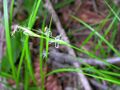 Carex novae angliae 2 (5097226797).jpg