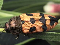 Castiarina turneri.jpg