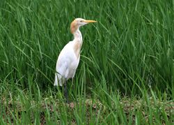 Cattle egret near Chandigarh.jpg