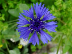 Centaurea cyanoides 10.JPG