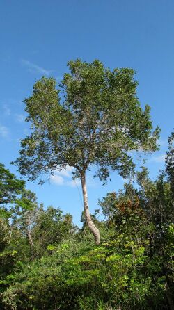 Chaetocarpus echinocarpus 1.jpg