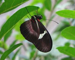 Clysonymus Longwing (Heliconius clysonymus), ventral view.jpg