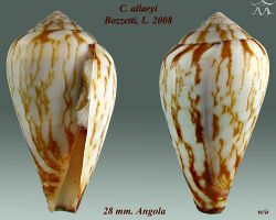 Conus allaryi 1.jpg