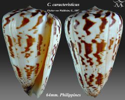 Conus caracteristicus 1.jpg