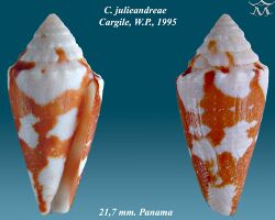 Conus julieandreae 1.jpg