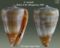 Conus roeckeli 2.jpg