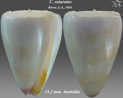 Conus suturatus 2.jpg