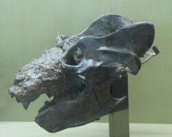 Cráneo y mandíbula de un Exaeretodon.jpg