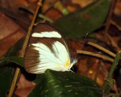 Cross-barred White, Tambopata.jpg