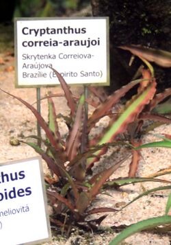 Cryptanthus correia-araujoi Liberec 1.jpg