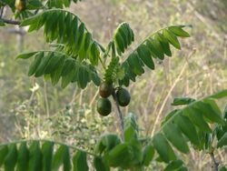 Cyrtocarpa procera fruit at the 2010 season.JPG