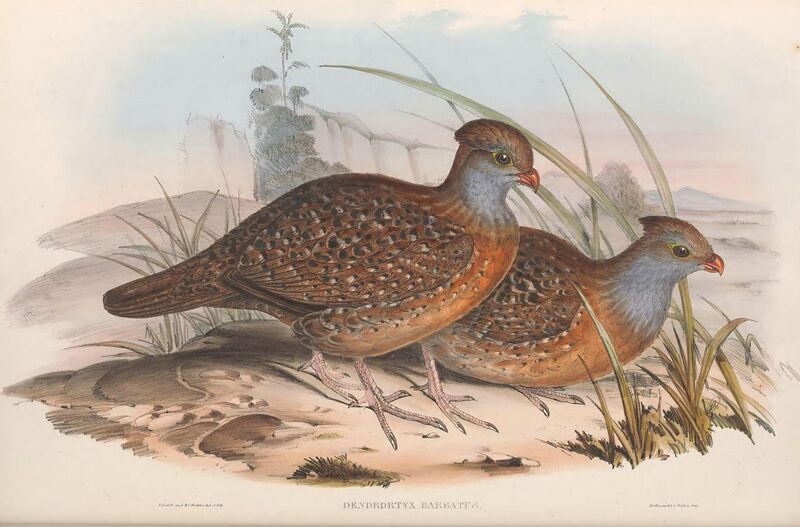File:Dendrortyx barbatus - A monograph of the Odontophorinæ, or, Partridges of America.jpg