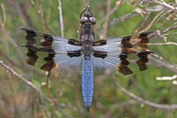 Desert Whitetail - Plathemis subornata, Bitter Lakes National Wildlife Refuge, Roswell, New Mexico - 7299714954.jpg