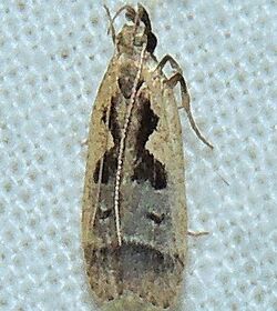 Dichomeris bilobella - Bilobed Dichomeris Moth (16084349165).jpg