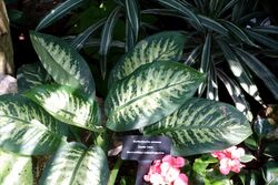 Dieffenbachia amoena - Bloedel Floral Conservatory, Queen Elizabeth Park - Vancouver, Canada - DSC07483.JPG