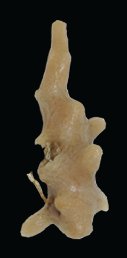 Discodermia ramifera (10.7717-peerj.8703) Figure 2 (cropped).png