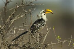 Eastern Yellow-billed Hornbill - Shaba Kenya.jpg