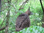 Elang Jawa Spizaetus bartelsi Bandung Zoo 2.JPG