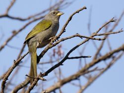 Embernagra longicauda - Pale-throated Pampa-Finch; Brumadinho, Minas Gerais, Brazil.jpg