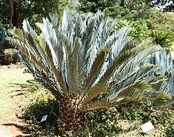 Encephalartos lehmannii, a, Pretoria NBT.jpg