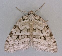 Epirrita autumnata, Autumnal Moth, Trawscoed, North Wales, Oct 2006 (20921883668).jpg
