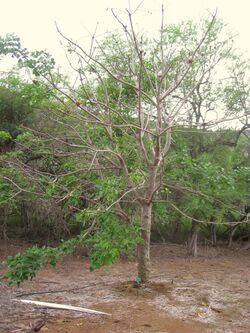 Erythrina sacleuxii - Koko Crater Botanical Garden - IMG 2308.JPG