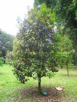 Eugenia brasiliensis - Jardim Botânico de São Paulo - IMG 0397.jpg