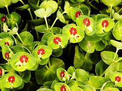 Euphorbia x martinii.jpg