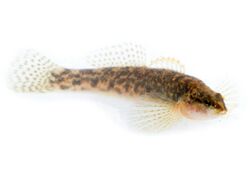 Fantail Darter (Etheostoma flabellare).jpg