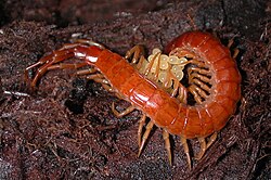 Female centipede with eggs.jpg