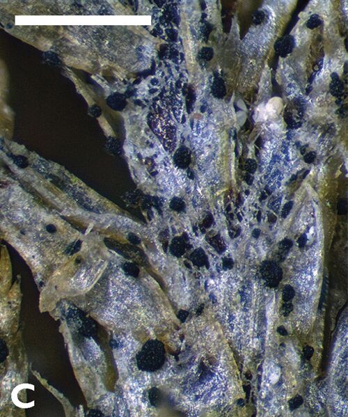 File:Fennoscandian crustose lichens (10.3897-mycokeys.25.13375) Figure 2C.jpg
