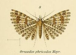 Fig.08-Alucita phricodes.JPG