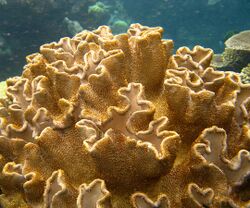 Folded Coral Flynn Reef.jpg