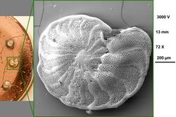 Foraminifera - Rotaliida - Planorbulinacea - Planulinidae - Planulina Limbata.jpg