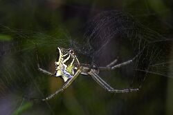 Garden tent-web spider (23130093320).jpg