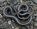 Giant Garter Snake 1.jpg