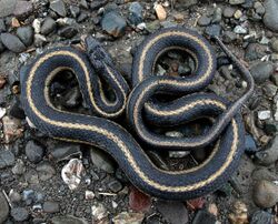 Giant Garter Snake 1.jpg