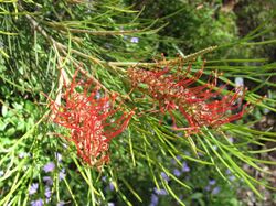 Grevillea tetragonoloba.jpg