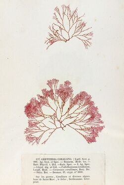 Griffithsia corallinoides Crouan.jpg
