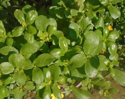 Harvey JJ's Portulaca oleracea subsp. sativa.jpg