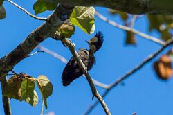 Heart Spotted Woodpecker(Female).jpg