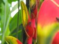 Heliconia rostrata close up with ants.jpg