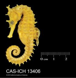 Hippocampus procerus (10.3897-zookeys.824.30921) Figure 10.jpg