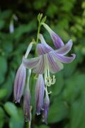 Hosta sieboldii kz05.jpg