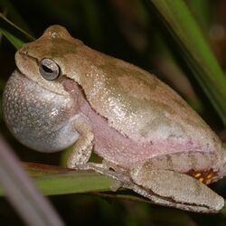 Hyla femoralis.jpg